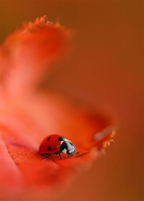 Ladybug Ladybug Flickr