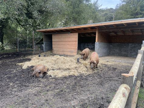 Designing The Perfect Pig Pen My Journey To Raising Happy Pigs