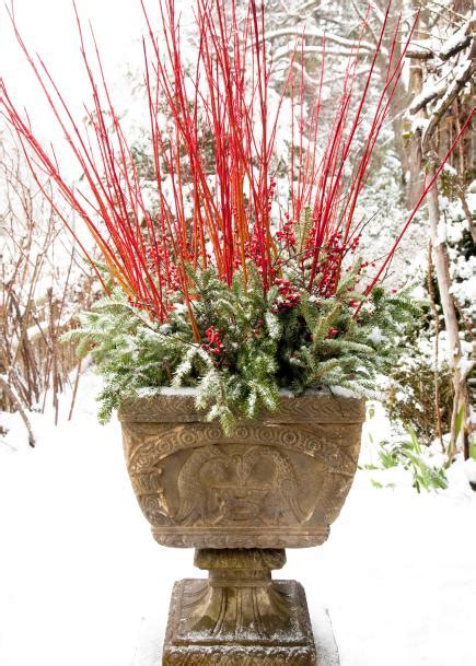Queenie Parker Blog Outdoor Winter Flowers For Pots 20 Most Amazing