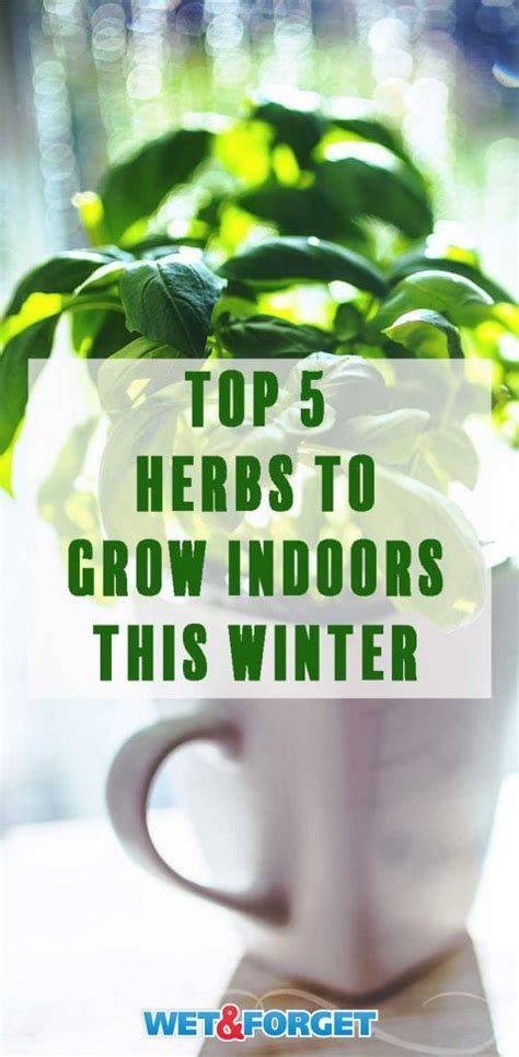 Yum 5 Scrumptious Herbs You Can Grow Indoors This Winter Lifes