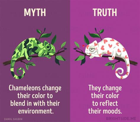 12 Myths About Animals That We Still Believe News Today 24h