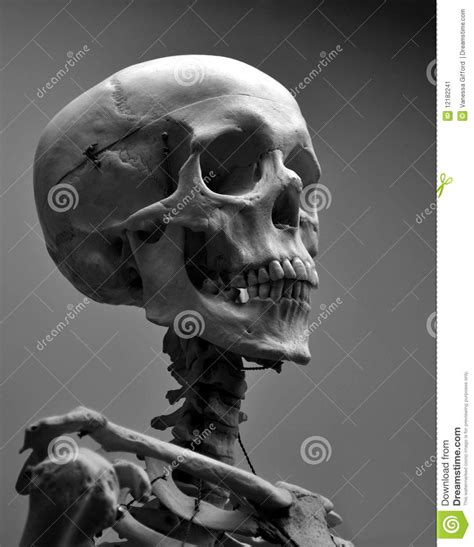 museum quality human skull skeleton stock image image