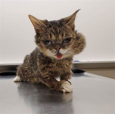 Lil Bub S Owner Plans To Send Cat S Remains Into Outer Space