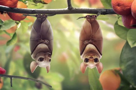 Cute Bats Wallpapers Wallpaper Cave