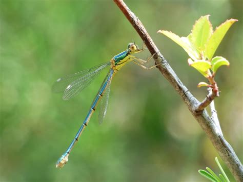 The Amazing Dragonfly Hubpages