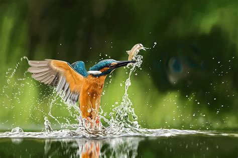 Birds Kingfisher Bird Splash Hd Wallpaper Peakpx