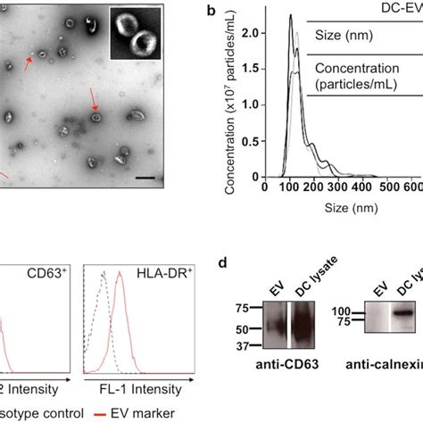 Characterization Of Exosome Enriched Ev Isolated From Human