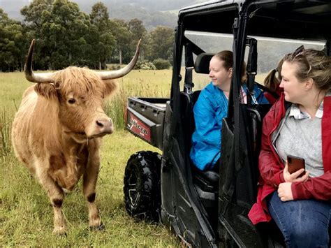 Highland Cattle Atv Farm Tours The Huon Valley Southern Tasmania