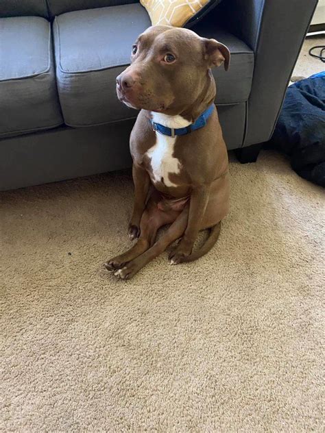 15 Photos Of Dogs Sitting Like Humans Dog Sitting Dogs Funny Photos