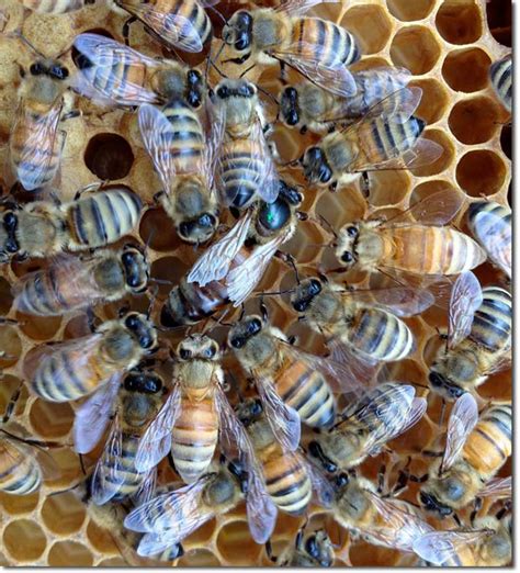 Honeybee Reproduction Part I The Promiscuous Queen Bee