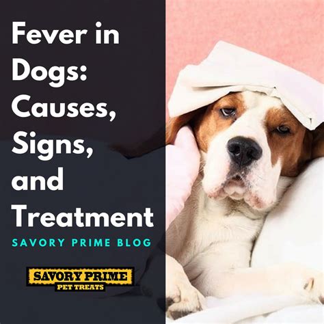 Fever In Dogs Causes Signs And Treatment Savory Prime Pet Treats