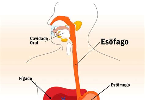 Esofago Sistema Digestivo