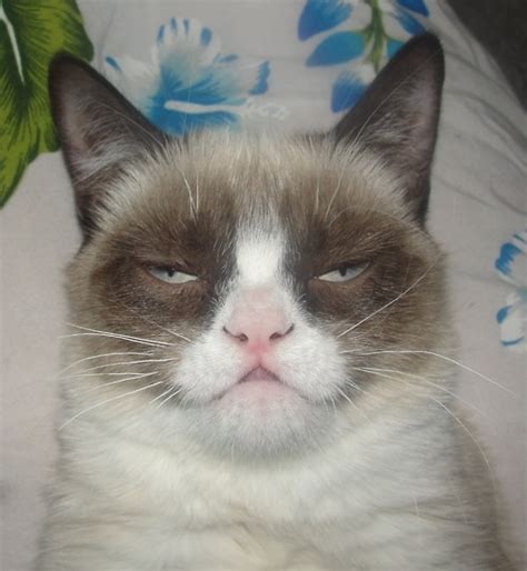 Love Tard The Daily Grump Grumpy Cat Good Grumpy Cat Meme Funny