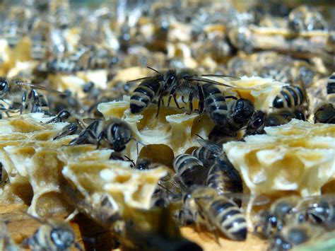 Carniolan Honey Bee Pannonian Bee Storm Corner Queens