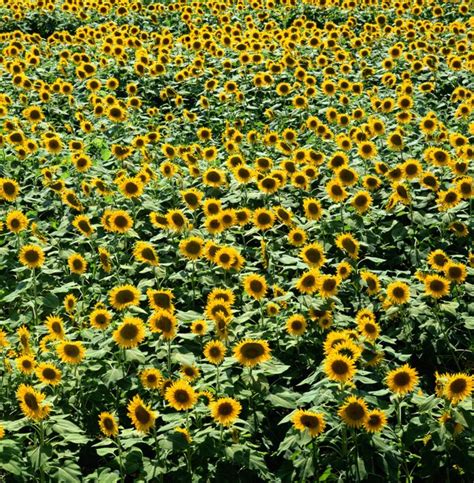 Whats The Difference Between Sunflowers And Weeds Hunker
