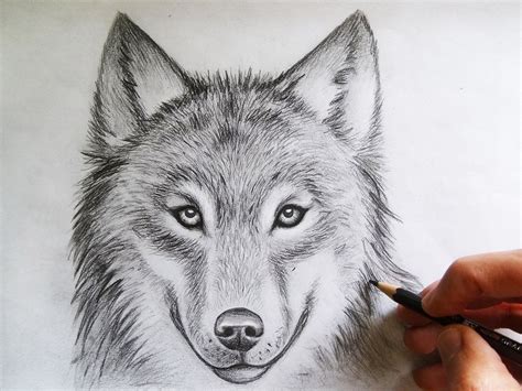 Wolf Drawing Tete De Loup Dessin Comment Dessiner Un Loup Dessin De