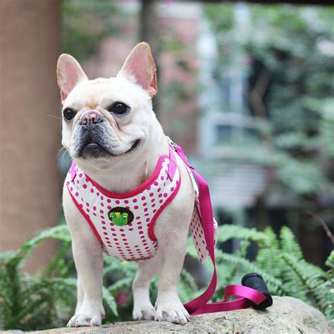 Pink Soft Dog Harness For French Bulldog Adjustable Puppy Harness