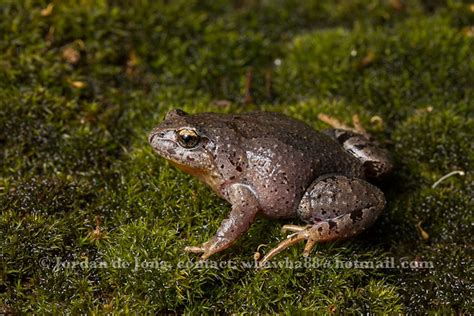 Eastern Smooth Frog Geocrinia Victoriana Jordan De Jong Flickr