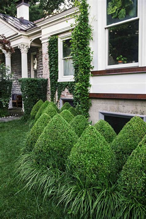Expert Tips For Growing And Designing With Beautiful Boxwood