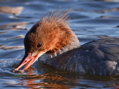 Common Merganser