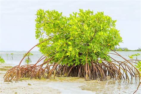 Mangroves Grow In Shallow Ocean Water Stock Image Image Of Surface