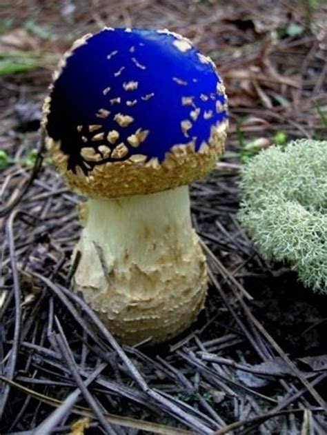 Berkshire Blue Amanita Stuffed Mushrooms Wild Mushrooms Mushroom
