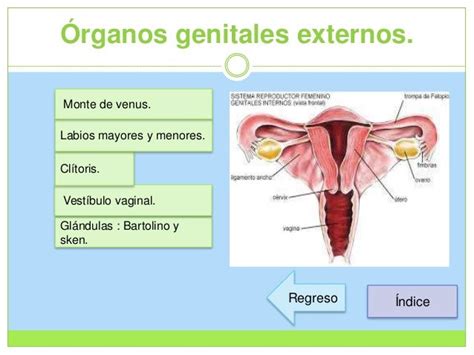 Aparato Reproductor Femenino Genitales Externos E Internos Kulturaupice