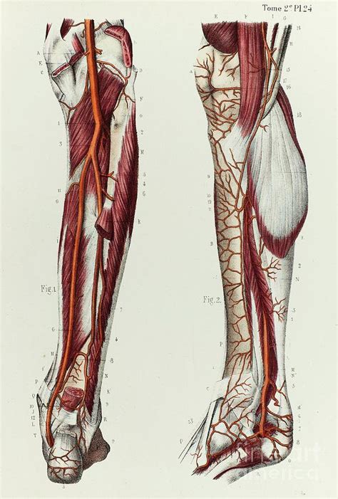 Lower Leg Arteries Photograph By Science Photo Library Pixels