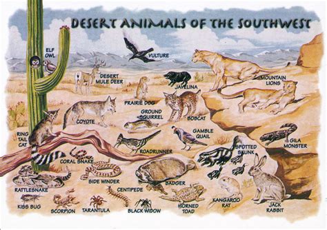Postcard Desert Animals Of The Southwest A Modern Reprin Flickr