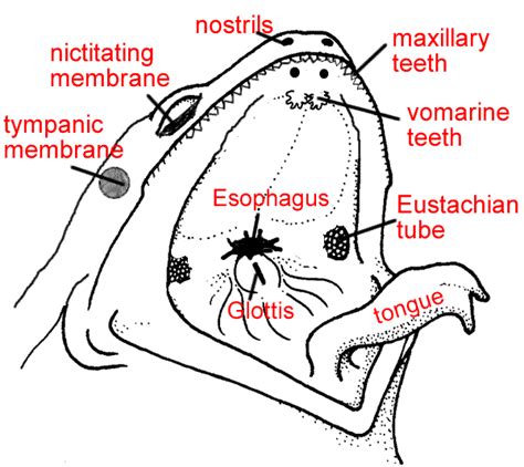 Diagram Of The Oral Cavity