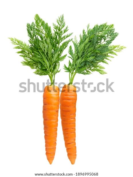 Two Carrot Isolated On White Background Foto Stock 1896995068