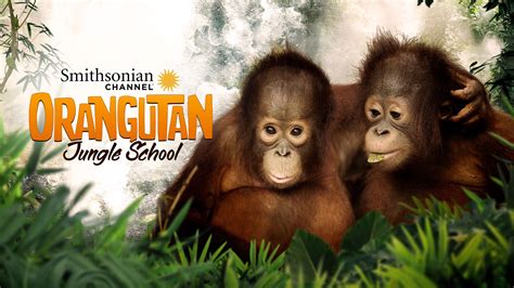 Orangutan Jungle School Apple Tv