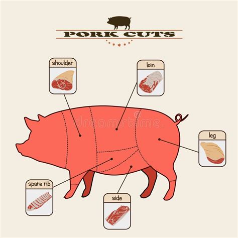 Cortes Del Cerdo Diagramas De La Carne Ilustración Del Vector