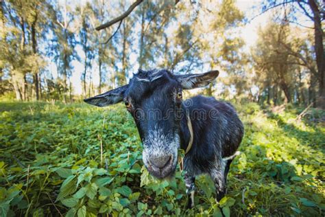Goat Standing On The Green Grass Stock Image Image Of Pasture Brown