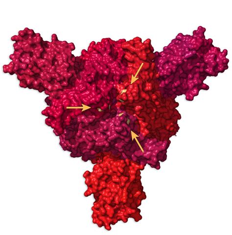 South africa has named this variant 501y.v2, because of a n501y mutation. Inside the B.1.1.7 Coronavirus Variant - The New York Times