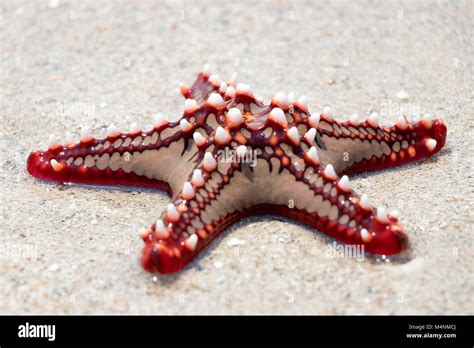 Colorful African Red Knob Sea Star Or Starfish On Beach Stock Photo Alamy