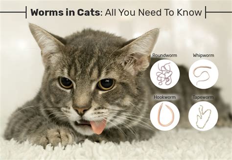 How Do You Know If Your Cat Has Got Worms Cat Lovster