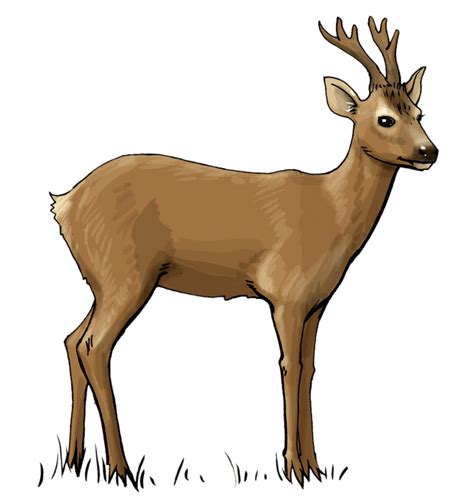 Deer Scene Cliparts Free Download On Clipartmag