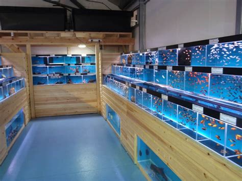 Windsor Maidenhead Aquatics Fish Store Review Tropical Fish Site