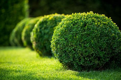 Shrub Shade Shrubs Plants Shade Thrive Shady Evergreen Trees Growing