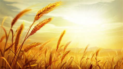 Golden Wheat Field Sunset Psd Material Nature Golden Wheat