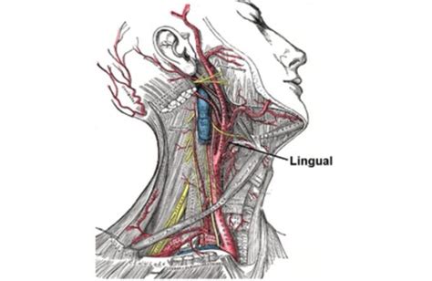 Arteria Lingual Origen Ramas Irrigación Curso Anatómico