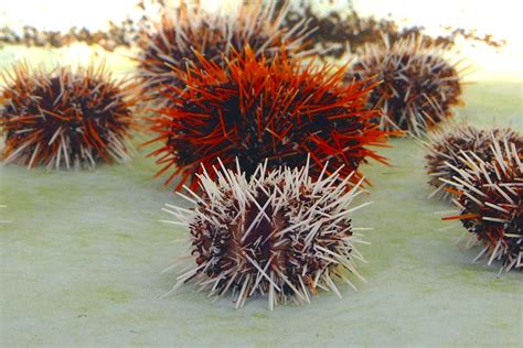 Sea urchins (/ˈɜːrtʃɪnz/), are typically spiny, globular animals, echinoderms in the class echinoidea. Sea urchin emits a cloud of venomous jaws to deter ...