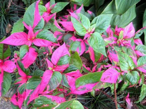 Plant database entry for joseph's coat (alternanthera ficoidea 'partytime') with 12 images and 13 data details. Alternanthera ficoidea 'Party Time' 派對時刻法國莧