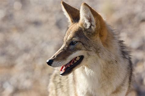 No Coyotes Dont Get High—but These Animals Do