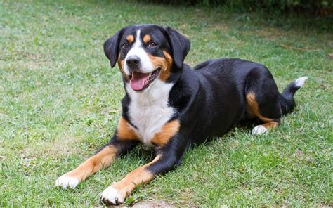 Entlebucher Mountain Dog Breed Information And Standard