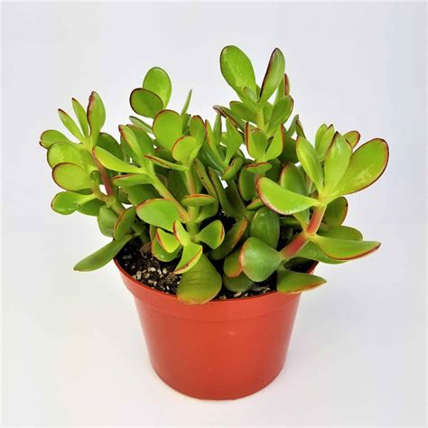 From weddings and receptions, to parties, dinners and everything in between, we have thousands of wholesale flower varieties and colors to choose from. 6" JADE - Wholesale Bulk Flowers - Cascade Floral