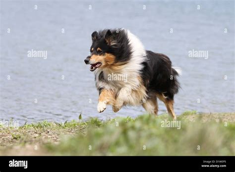 Dog Rough Collie Scottish Collie Adult Tricolor Running On The Edge