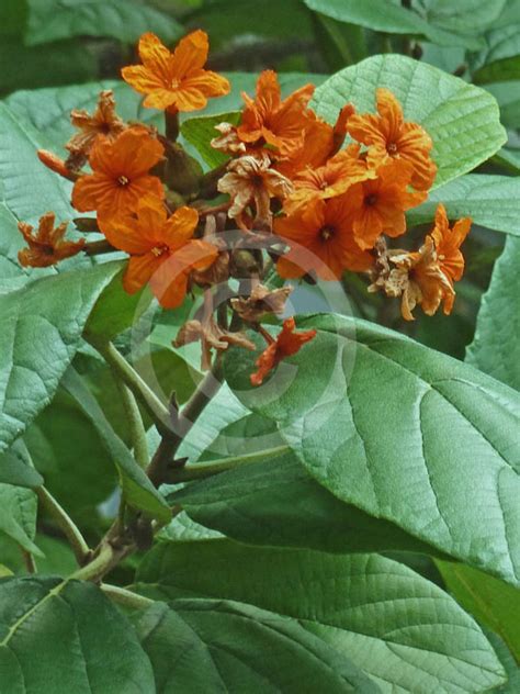 It is covered with brilliant deep orange/red blooms most of the year & one can hardly contain a gasp when one spies it. Cordia sebestena | Orange Geiger Tree information & photos