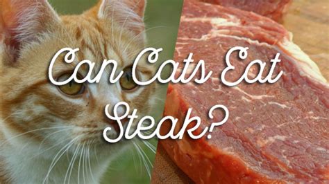 There are several types of cheese, and they don't all have the same ingredients. can cats eat steak | Pet Consider